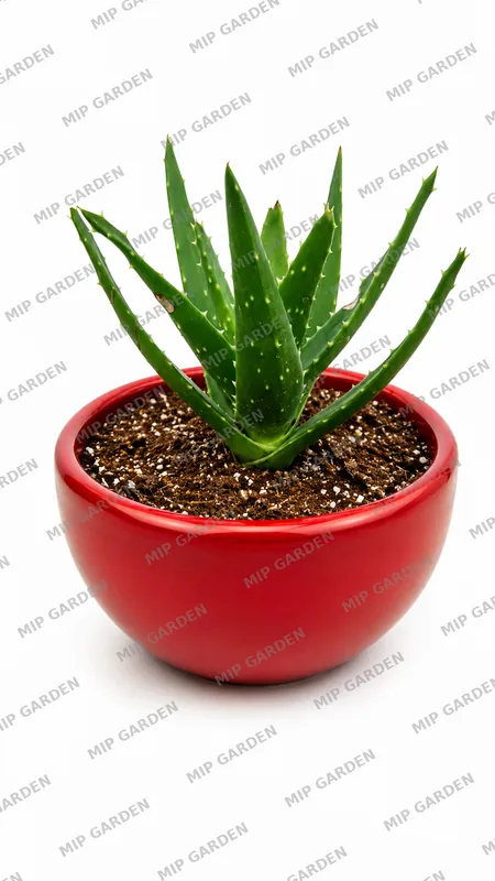 Kırmızı Kasede Aloe Vera - Kırmızı saksı