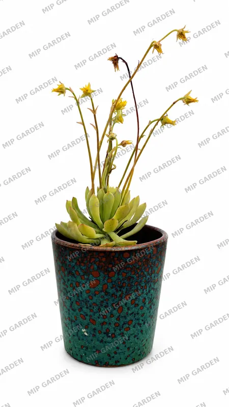 Turkuaz Saksıda Çiçekli Echeveria - Turkuaz saksı
