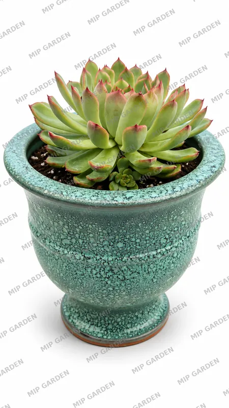 Turkuaz Ayaklı Vazoda Echeveria - görsel 1