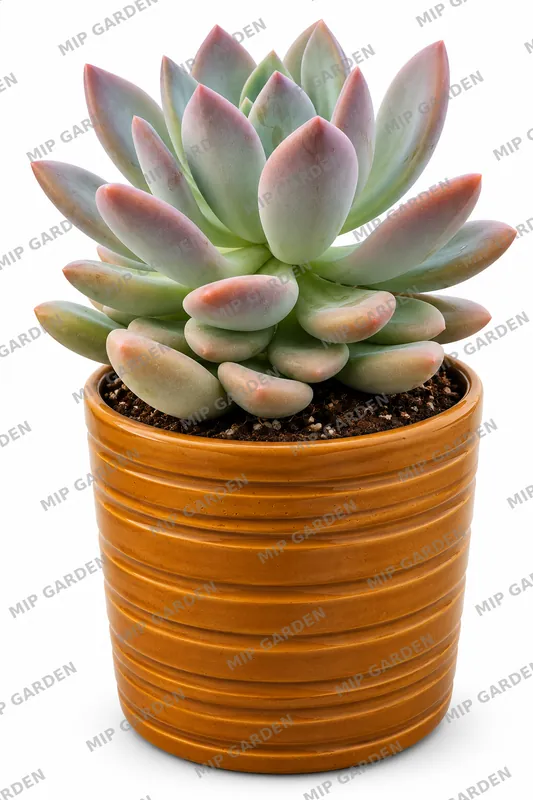 Turuncu Saksıda Echeveria - Turuncu saksı
